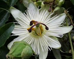 Image result for Passiflora caerulea