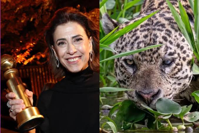 Document&aacute;rio sobre on&ccedil;a-pintada famosa no Pantanal interpretada por Fernanda Torres tem data de exibi&ccedil;&atilde;o divulgada; veja - Vera News