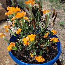 Image result for Crossandra greenstockii