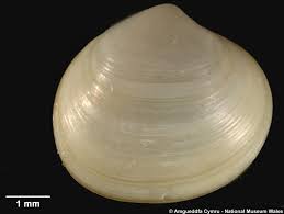 Image result for Subularia monticola