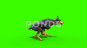 Animals Dog Doberman Runcycle Side Green Screen 3d Rendering Animation Stock Footage Runcycle Side Doberman Animals Doberman Pet Dogs Animals