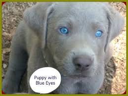 In the third week of her life, however, is when most people begin to notice that their dog's eye color is changing. Blue Eyed Chocolate Lab Secrets Of Blue Eye Color In Labradors 2021