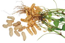 Image result for Arachis hypogaea