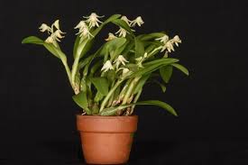 Image result for Polystachya melanantha