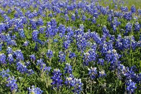 Every spring the wildflower display is just a little different so be sure to stop by the ennis visitors center to pick up a current map of the best viewings the day you visit. The Ultimate Guide To Ennis S Bluebonnet Trails The Wandering Homemaker