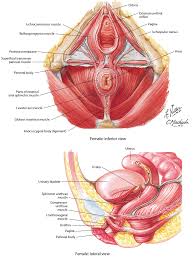 In women, the lowest portion of the abdomen is actually the pelvis and involves the uterus,. 1 Inferior And Lateral Views Of The Female Lower Abdomen Including Download Scientific Diagram