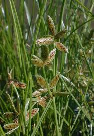 Image result for Cyperus deciduus