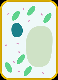 Animal and plant cells diagram blank. Download Template Simple Diagram Blank Animal Cell Simple Blank Plant Cell Diagram Png Image With No Background Pngkey Com