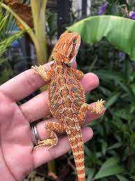 Your New Baby Bearded Dragons Care Baby Bearded Dragon Bearded Dragon Care Bearded Dragon Cute