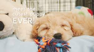 Whether you prefer a meat probe, digital meat thermometer, or a remote meat thermometer, you'll find the right grilling thermometer for your next bbq. Picking Up My New Puppy From The Airport Life With Noah The Cavapoo Youtube