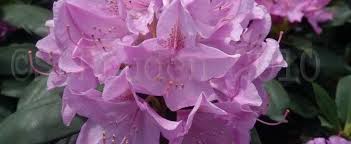 Free shipping on orders over $99 with arrive alive guarantee from the tree center. Rhododendron Rhododendron Roseum Elegans