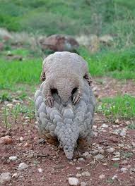 Pangolin Animals Beautiful Unusual Animals Baby Pangolin