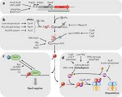We know 8 definitions for rpos abbreviation or acronym in 3 categories. The Rpos Mediated General Stress Response In Escherichia Coli Abstract Europe Pmc