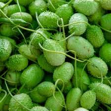 Image result for Sicyos