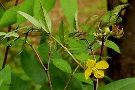 Image result for Senna sophera