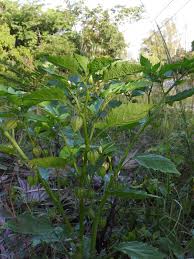 Image result for Physalis angulata