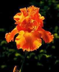 Pin On Iris