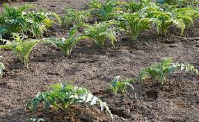 Que planter à l'automne ? Planter L Artichaut Quand Et Comment Faire Ses Plantations D Artichaut