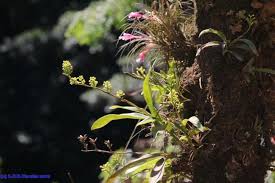 Image result for Polystachya albescens