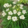 Daylilies are classic, extremely popular garden plants. Https Encrypted Tbn0 Gstatic Com Images Q Tbn And9gcty8do6kw Ija3waowvoibmyh7vlkiorplr8 Pwtwyvdt3eufwe Usqp Cau