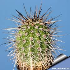 Image result for Cavacoa aurea