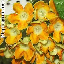 Image result for Telosma