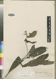 Image result for Rauvolfia mombasiana