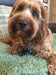 Compare dog boarding services near you for the best dog boarding prices. Happy Paws Home Boarding Happypawshomeboarding