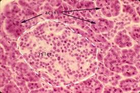 Siu Som Histology Gi Endocrine Pancreas Endocrine System