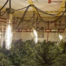Maybe you would like to learn more about one of these? How To Prevent And Stop Fungus Gnats In Your Marijuana Grow Room