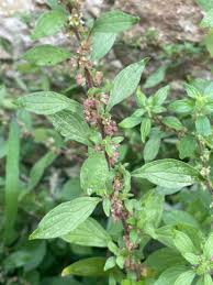 Image result for Parietaria