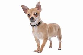 Some were opposites of this little dog's. 150 Perfect Chihuahua Names My Dog S Name