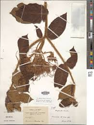 Image result for Motandra lujaei