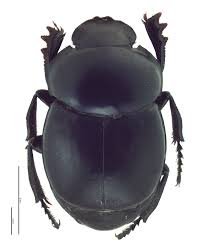 Image result for Canthium bugoyense