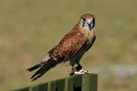 Birds Of Western Washington State Petra Prey Birds Of Prey Birds