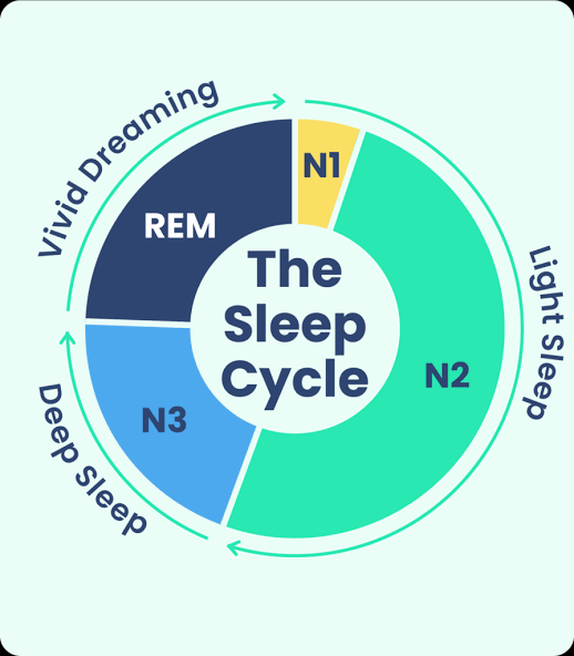 Stages of the standard sleep cycle., AI generated