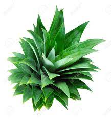 Enthalten sind insgesamt 12 seiten mit tropischen blättern. Ananas Blatter Auf Einem Weissen Hintergrund Lizenzfreie Fotos Bilder Und Stock Fotografie Image 26398185