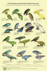 Color Mutations Of The Lineolated Parakeet Parakeet Colors