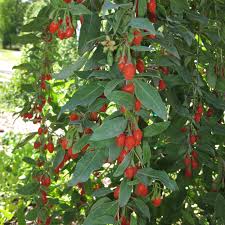 Goji berries are rich in ﬂavonoids and carotenoids which act as antioxidants and stabilize. Lycium Big Lifeberry Buy Goji Berries Edibles Online