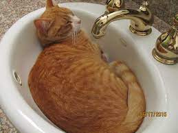 These ten cats you are about to see have even resorted to sleeping in their owners pants while they are on maybe it because pants are always warm that these cats find a little bit of comfort in them. Shorty Short Pants The Kitten Who Came And Stayed Home Facebook