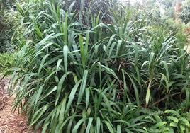 Image result for Cordyline stricta