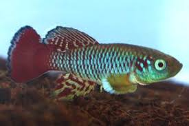 Nothobranchius Guentheri Zanzibar Fish Pet Species Fish