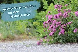 So üppig muss es in den heimischen vier wänden sicherlich nicht sein. 25 Winterharte Stauden Fur Halbschatten Halbschattige Pflanzen