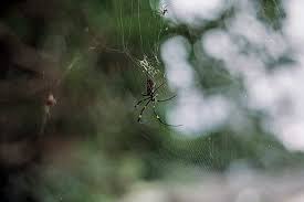 Maybe you would like to learn more about one of these? Hd Wallpaper Japan Ginoza Okinawa Island Jungle Banana Spider Insect Wallpaper Flare