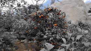 Up till a few years ago dagana and tsirang exported an average of 24,000 metric tonnes of mandarins a year. Orange Tree In The Mediterranean Climate Dome At Eden Proj Flickr