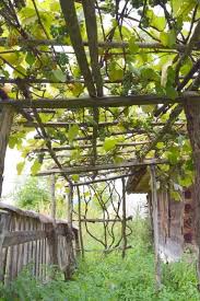 Chris lambton from going yard demonstrates the steps for building a pergola: How To Trellis Grape Vines So They Produce Fruit For 50 Years