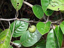 Image result for Metteniusaceae