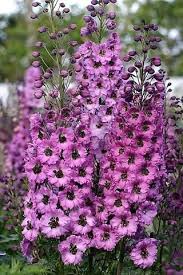 Related Image Delphinium Flowers Delphinium Plant Delphinium