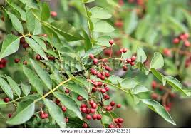 Image result for Zanthoxylum lindense