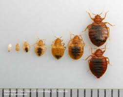 Bed Bug Life Cycle